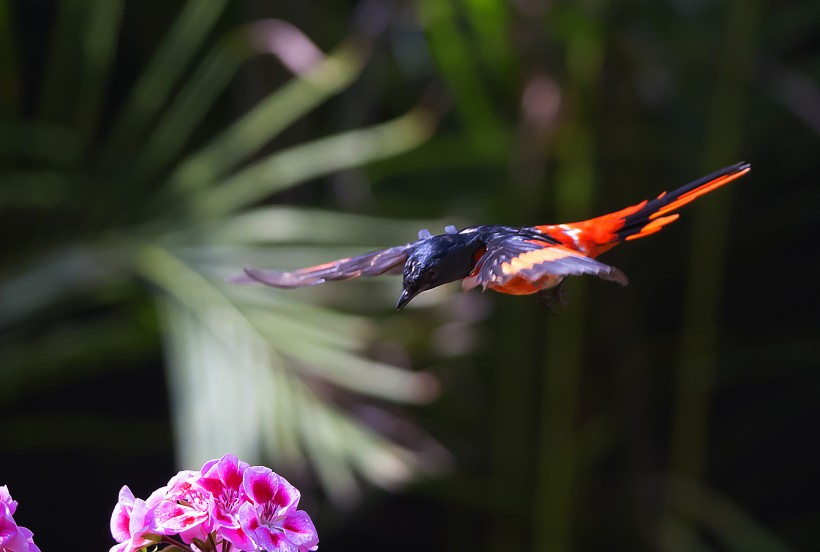 红山椒鸟图片