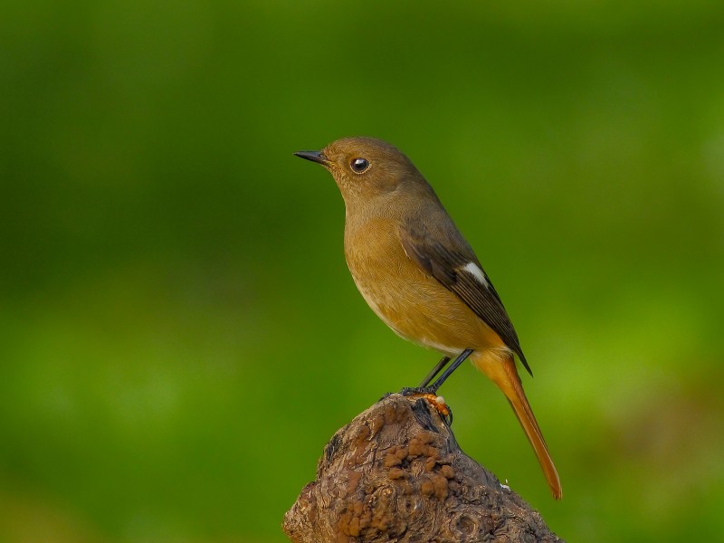 北红尾鸲鸟类图片