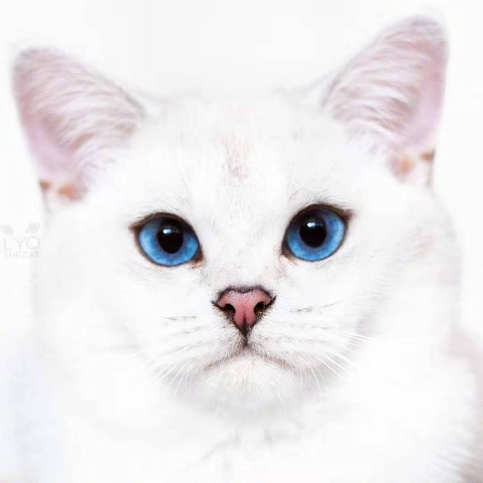 意大利的小猫，蓝色的双眸清澈透明
