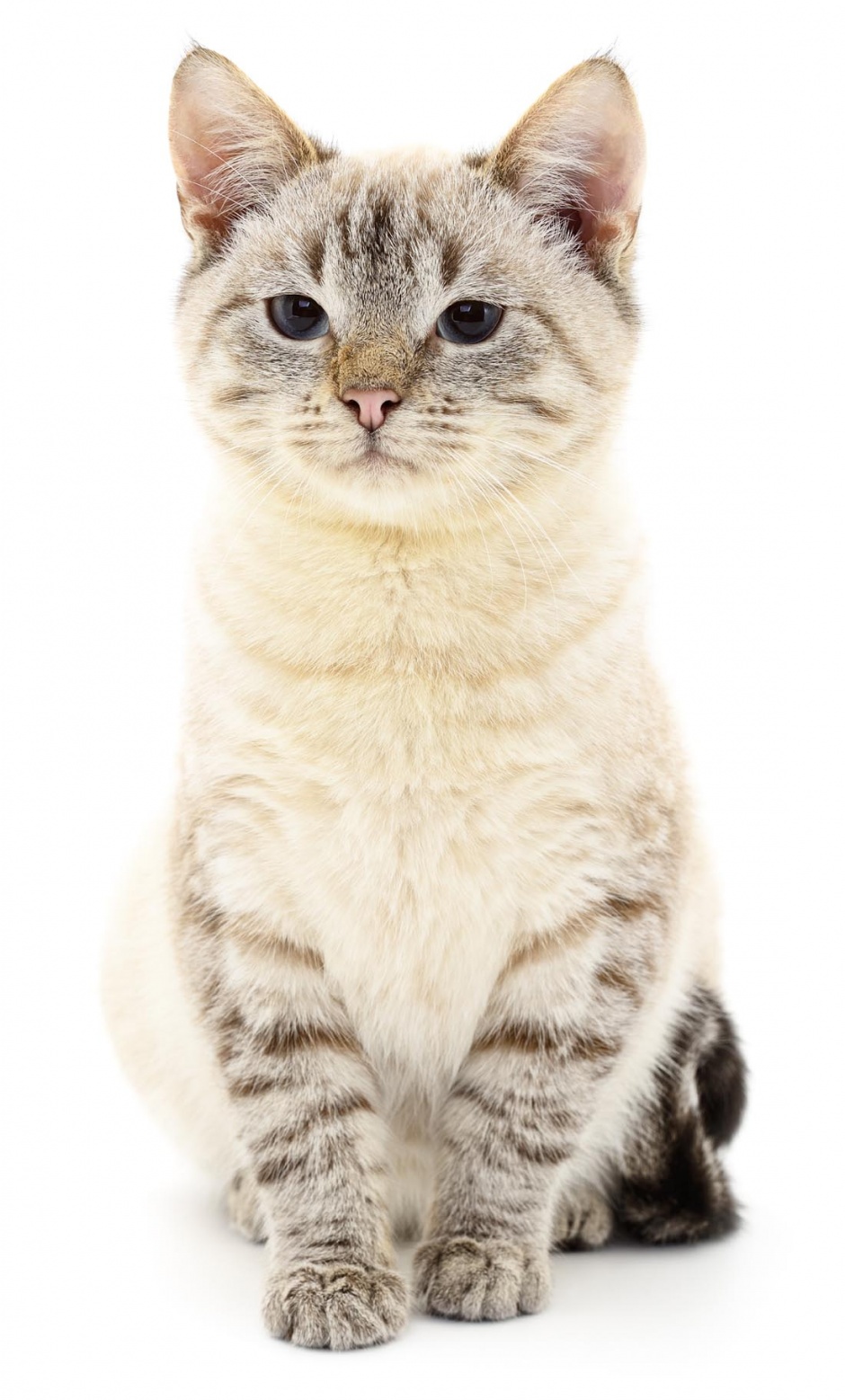 超可爱的萌猫高清图片