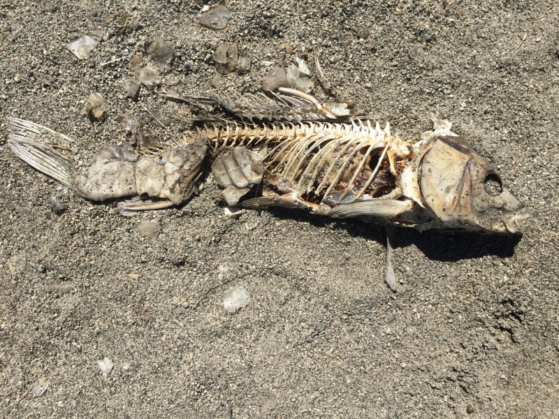 一条躺在沙滩上的被风干的死鱼图片