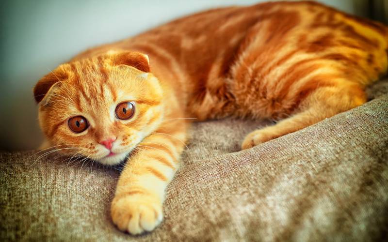 毛茸茸慵懒的猫咪高清组图