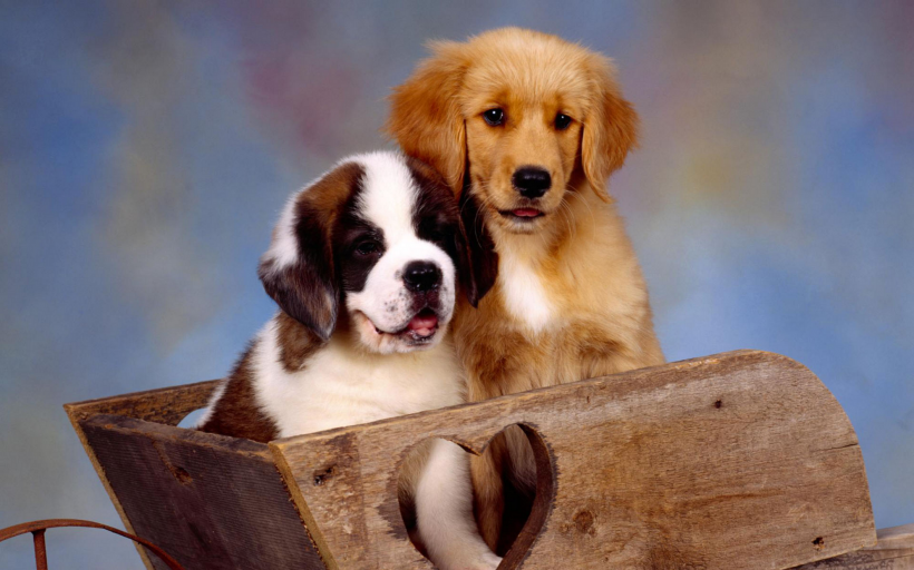 两只狗狗的亲密合照图片