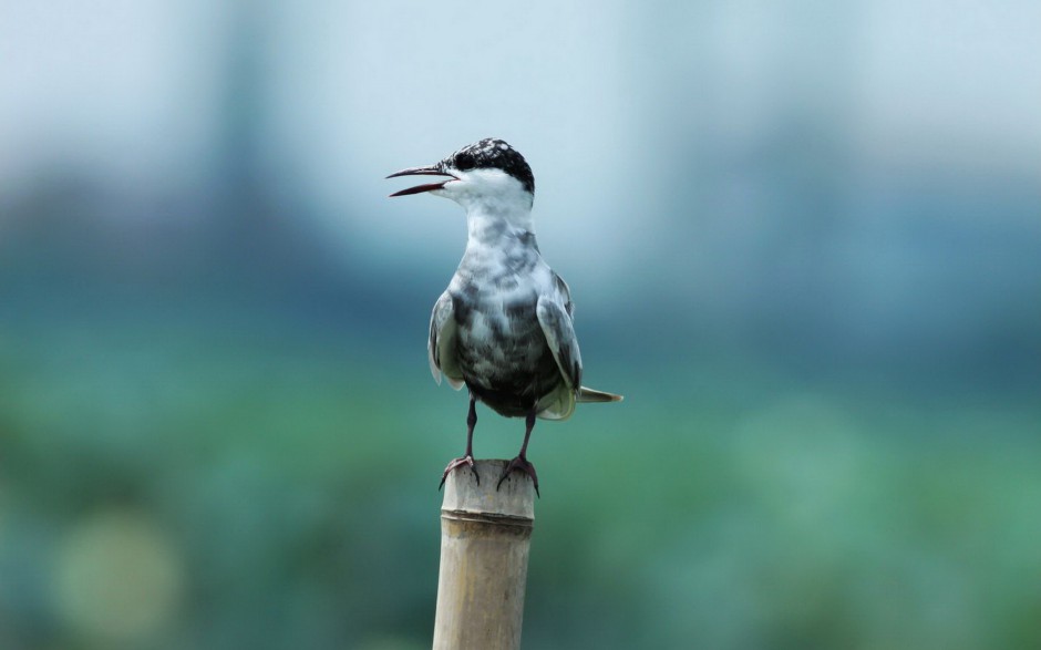 中型鸟类燕鸥图片特写