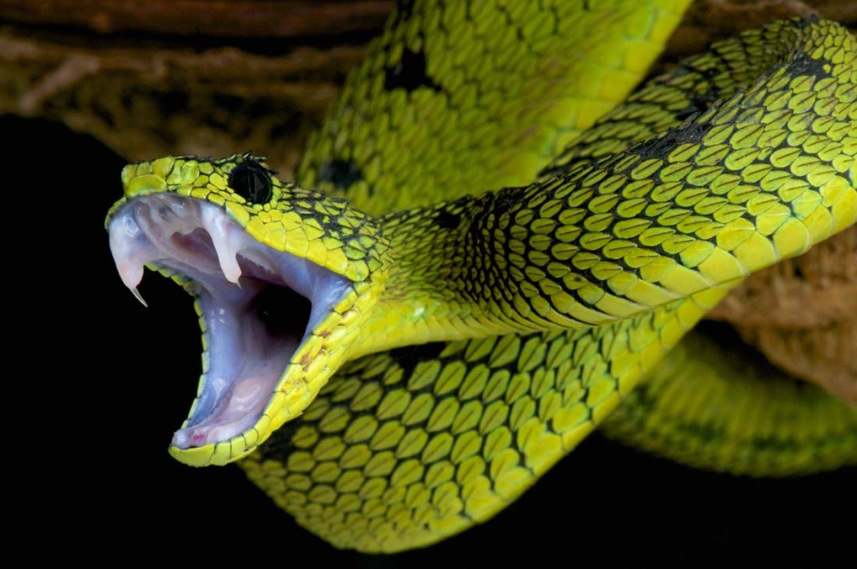 最吓人的蛇高清特写图片