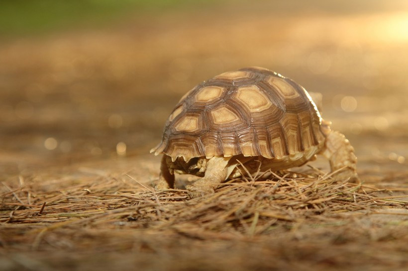 陆龟苏卡达图片
