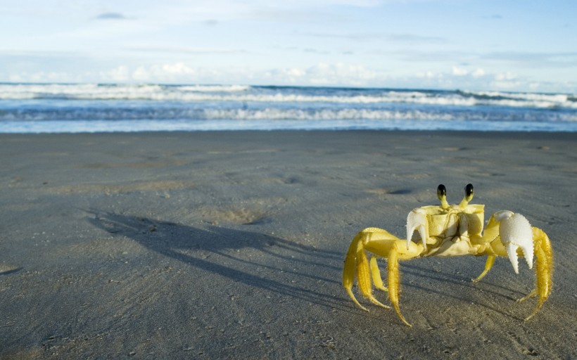 海滩上的螃蟹图片