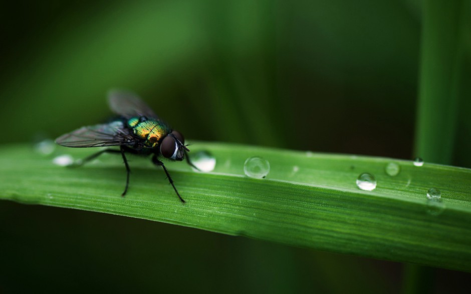常见的昆虫动物苍蝇图片