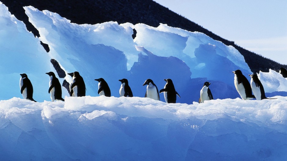 超可爱的南极小企鹅图片