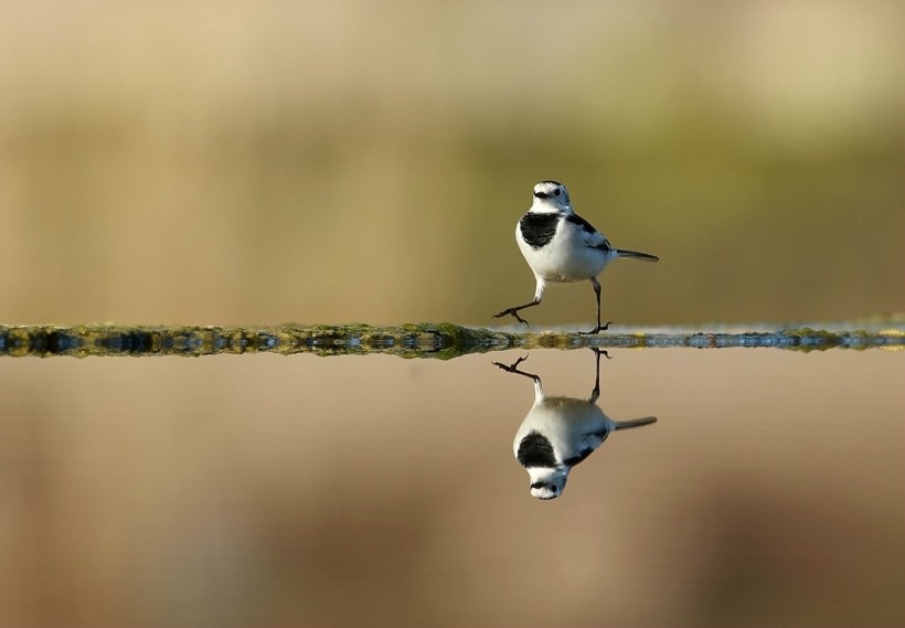 照镜子的白鹡鸰鸟类图片