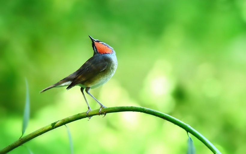 红喉歌鸲鸟类图片