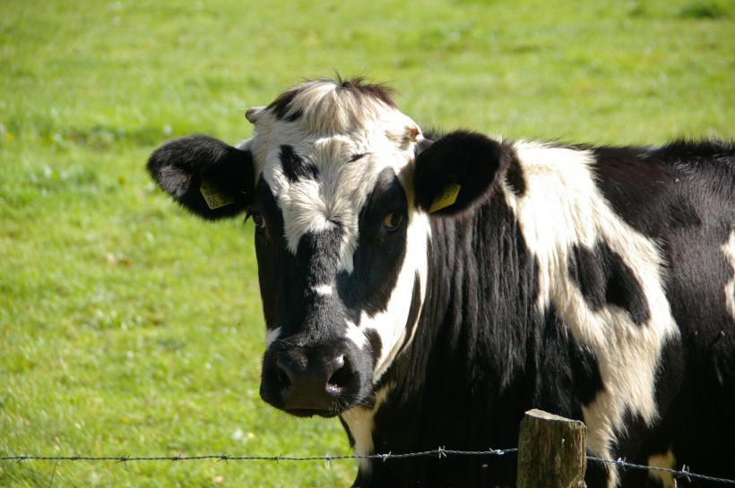 草地上的奶牛圖片