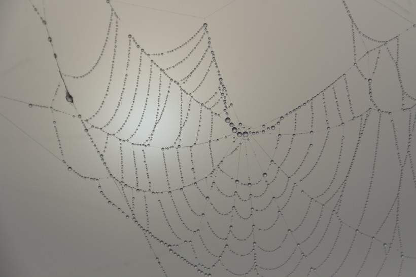 沾满露珠的蜘蛛网图片