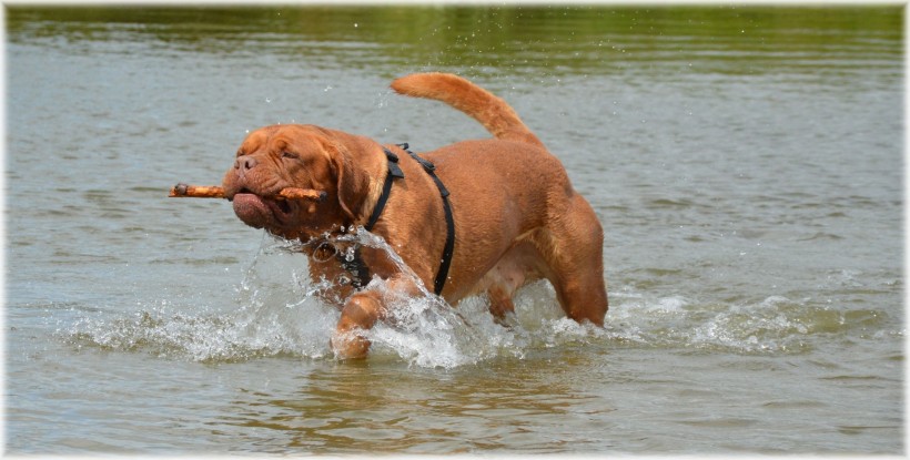 正在水中玩耍的波尔多犬图片
