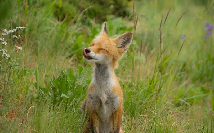 可爱的狐狸，大自然的美丽生灵