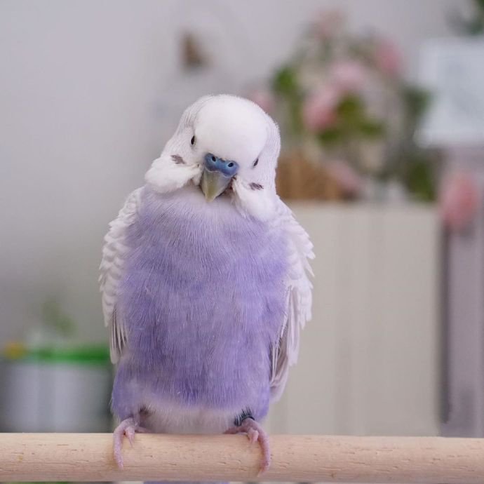 一组清新的紫色小鹦鹉