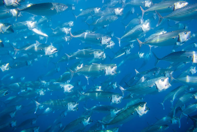 海中游动的鱼群图片