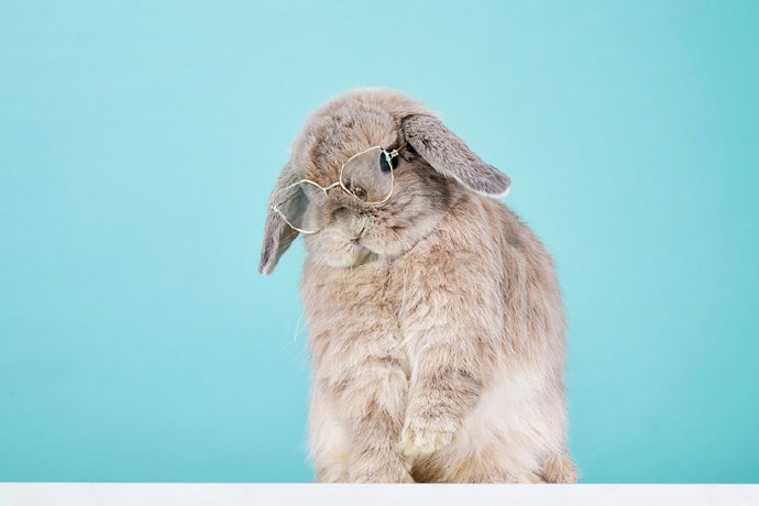一个超级可爱的兔兔小可爱图片欣赏