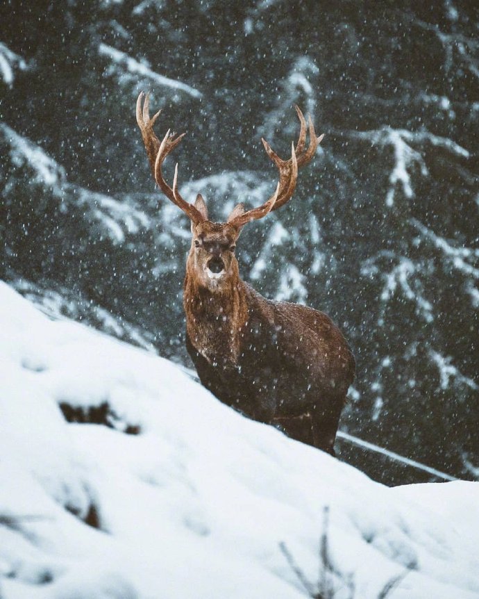 菱角高高的麋鹿在雪中行走的模样