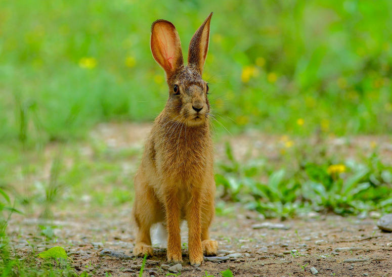一组灰色可爱的野兔子图片