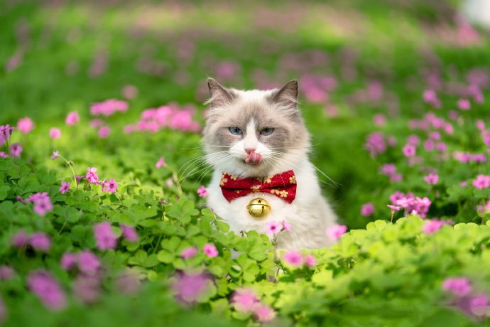 粉色花丛里的小猫咪