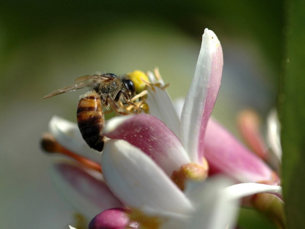 小蜜蜂采花蜜特写摄影昆虫动物壁纸