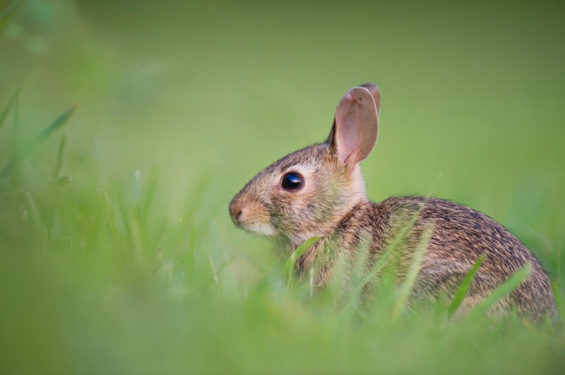 机灵敏捷的小兔子图片