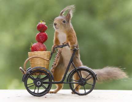 会骑自行车的小松鼠图片