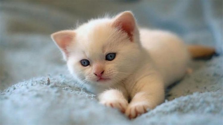 可爱萌宠雪白色猫咪图片