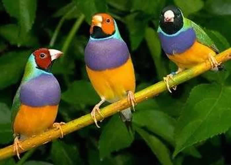 绚丽多彩的七彩文鸟图片