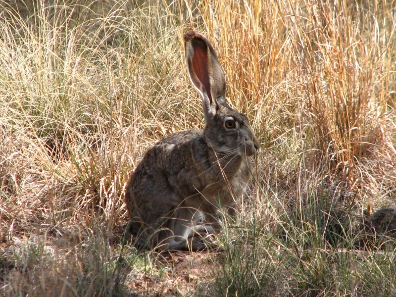 竖起耳朵的兔子图片