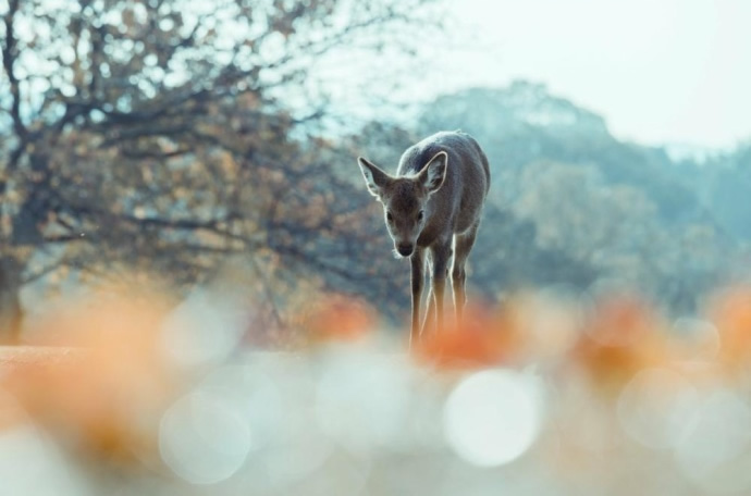 一组很可爱奈良的鹿