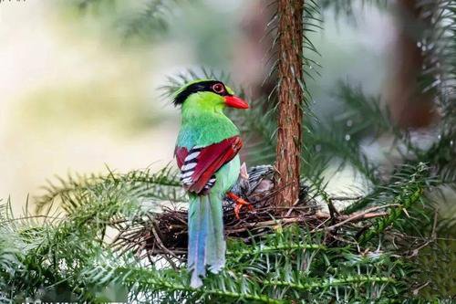 大自然鸟类蓝绿鹊图片