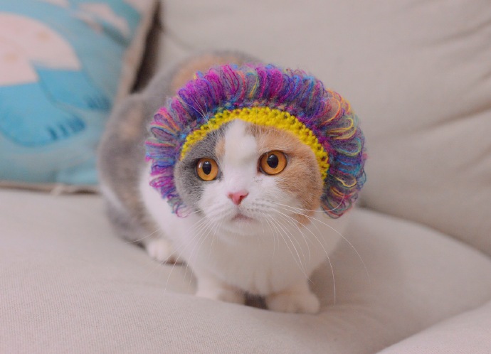 一只超可爱的小猫猫烫了新发型图片欣赏
