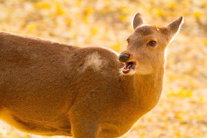 秋日奈良下的小鹿图片