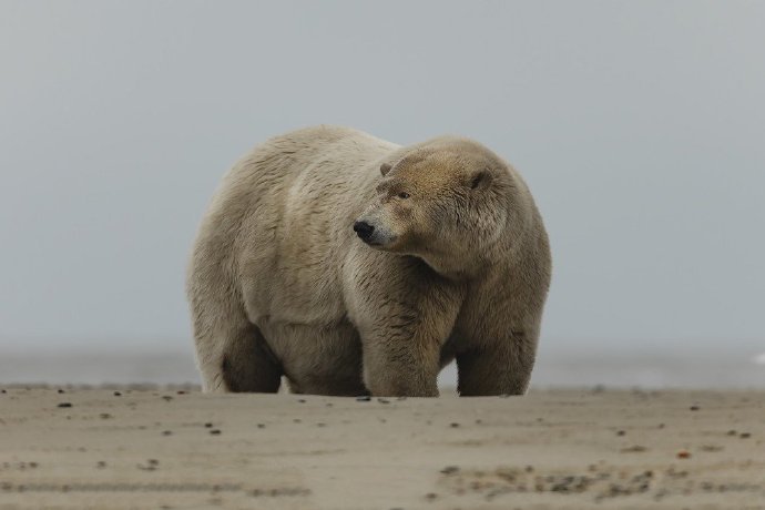 一组超重的北极熊图片
