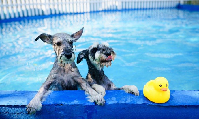 一组玩水的雪纳瑞狗狗图片
