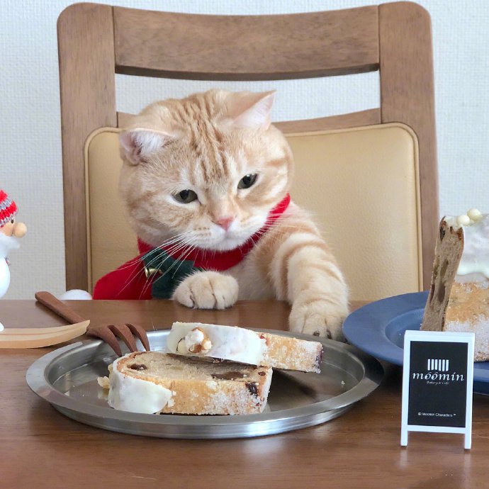 一组超级可爱的猫猫想吃东西图片欣赏