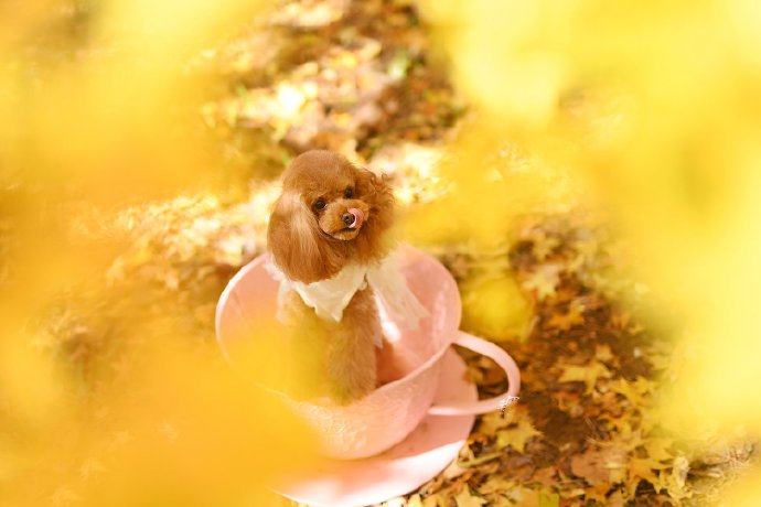 金黄的树叶下开心的狗狗图片欣赏