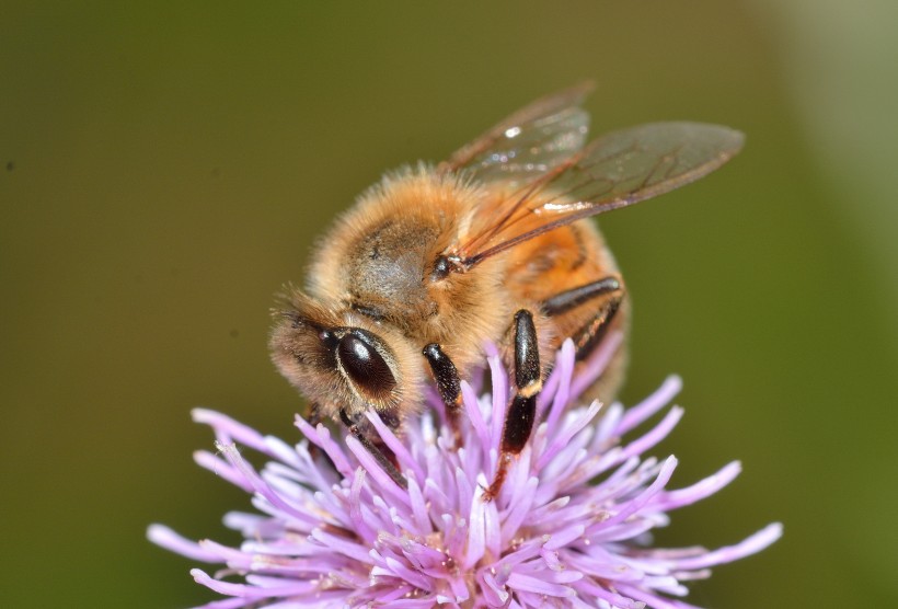 花丛中采蜜的小蜜蜂图片