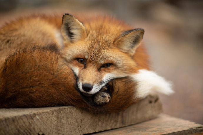 一组野生可爱的狐狸图片