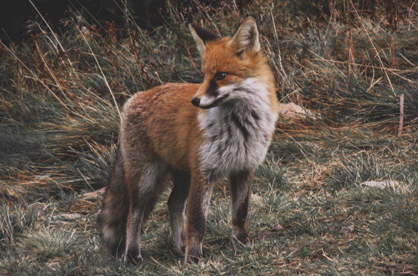 可爱灵气的狐狸图片