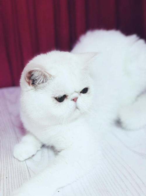 白色加菲猫图片