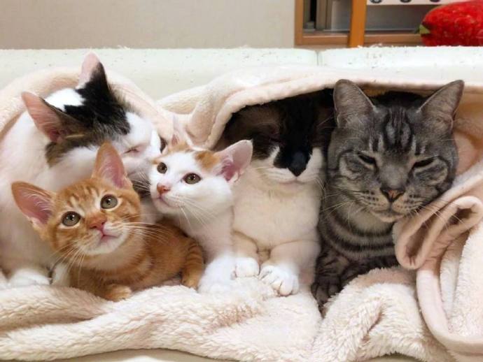 可可爱爱的一排小猫咪