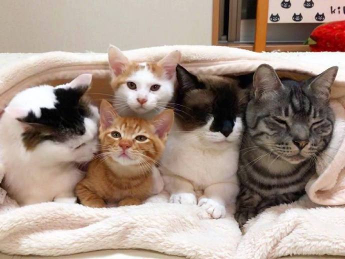 可可爱爱的一排小猫咪