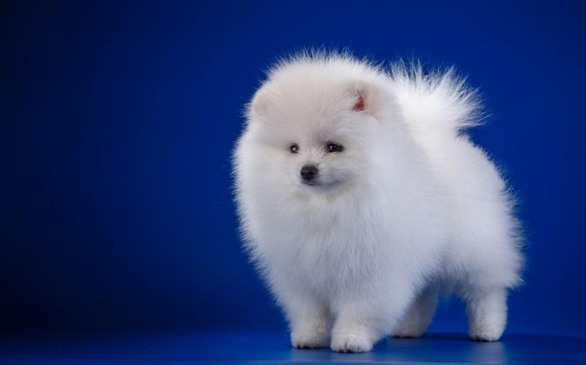 白色的斯皮茨犬图片