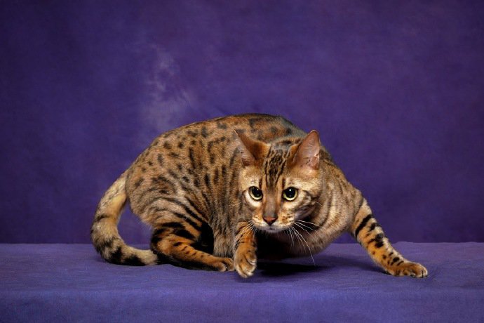 一组帅气的豹猫图片