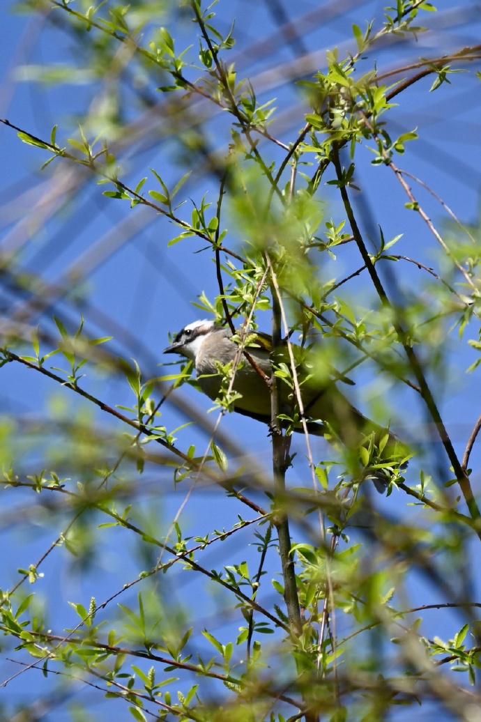 站在柳树枝头上的小鸟