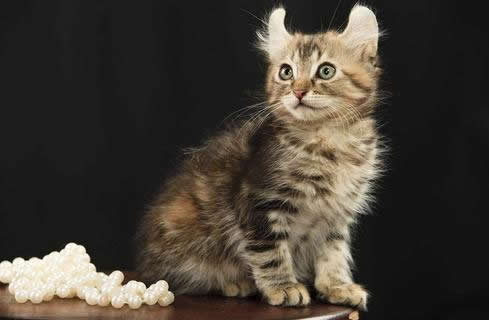 猫猫柔和的美国卷毛猫图片