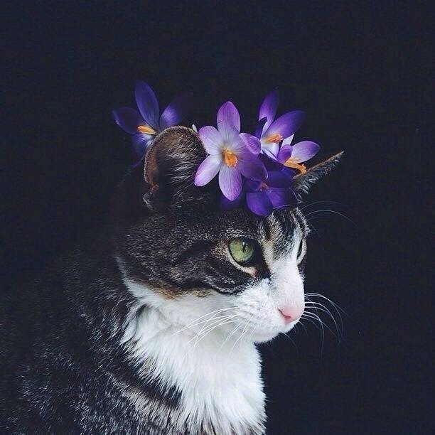 一组小猫加上鲜花的超有意境感的拍摄图片